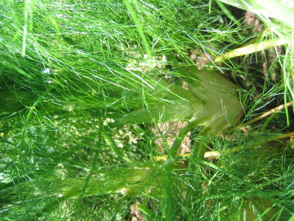 Foeniculum vulgare (Gewöhnlicher Fenchel)